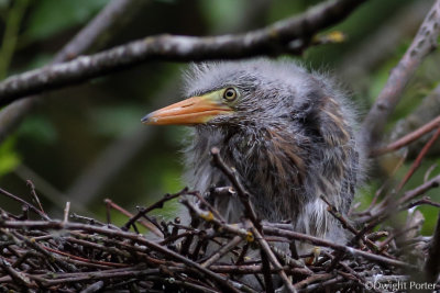 Green Heron