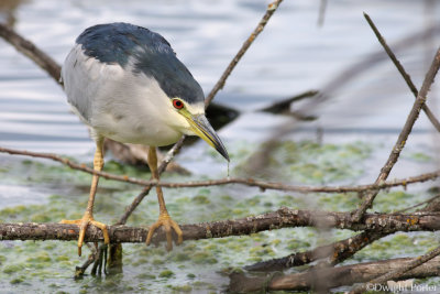 Black-crowned Night-Heron