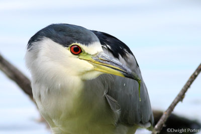 Black-crowned Night-Heron