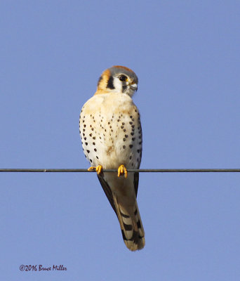 American Kestrel Female