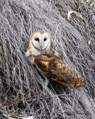 Barn Owl