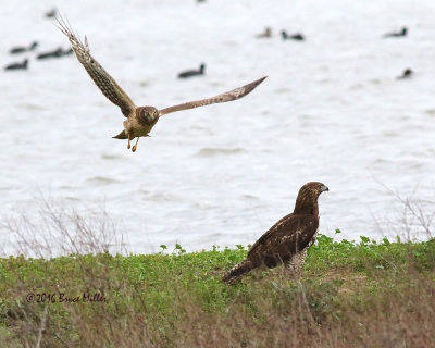 Northern Harrier & Red-Tailed Hawk