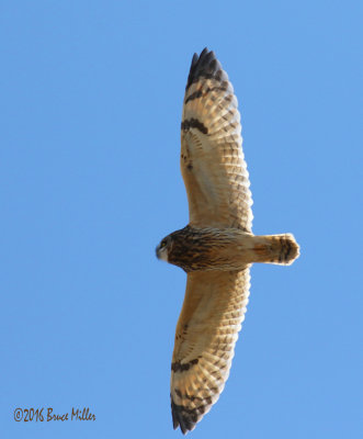 Short-Eared Owl