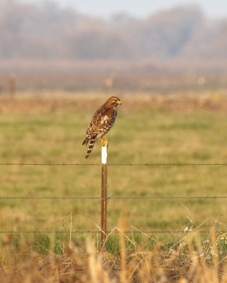 Sharp-shinned Hawk