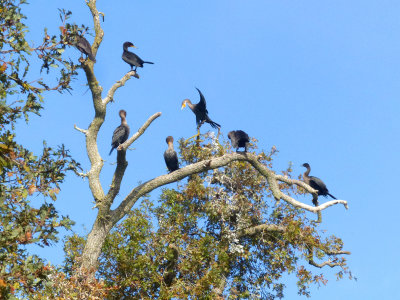 Double-Crested Cormorants
