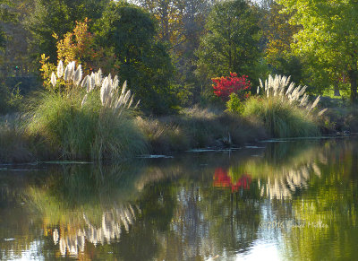 Pompous Grass on Camden Lake 