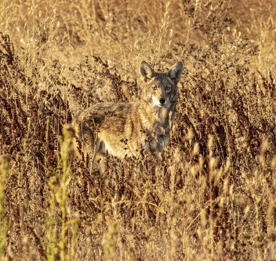 Coyote