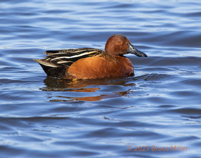 Cinnamon Teal