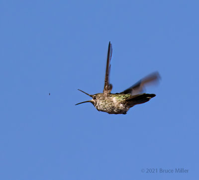 Anna's Hummingbird catching a meal