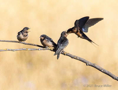 Barn Swallow feeding the babies