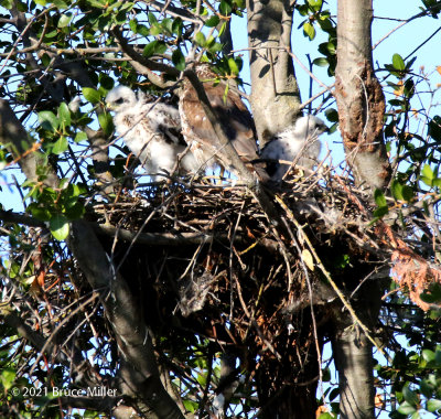 Cooper's hawk with chicks