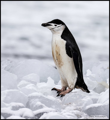 South Shetland Islands Fort Point  chinstrap penguin.jpg