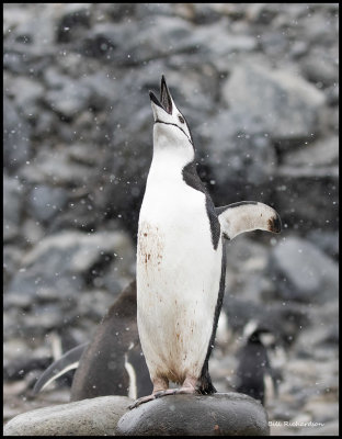 South Shetland Islands Fort Point  chinstrap penguin2.jpg