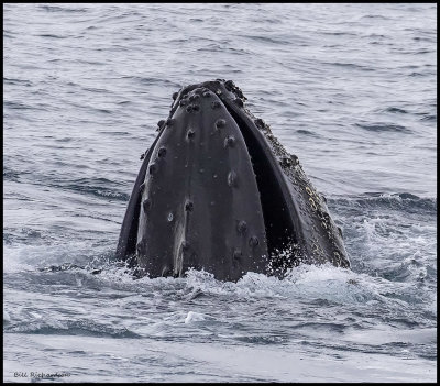 Whale snout.jpg