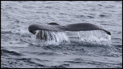 whale tail.jpg