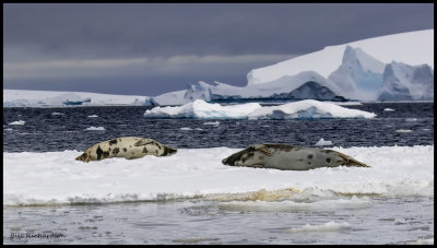 Crabeater Seals on ice flow.jpg