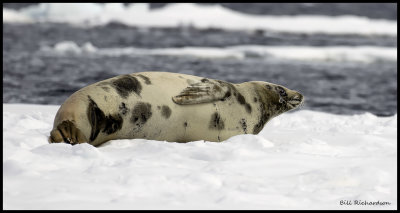 Crabeater Seal.jpg