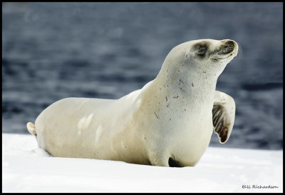 Crabeater Seal subadult.jpg