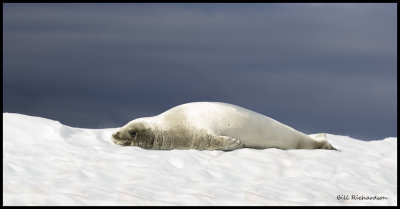 Crabeater Seal sleeping on ice.jpg