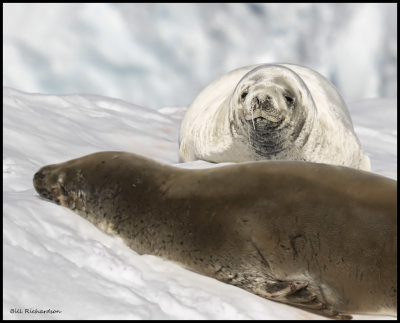 Crabeater Seal pup  and mother.jpg