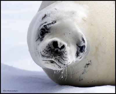 young Crabeater Seal.jpg