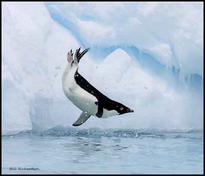 Adelie penguin diving.jpg