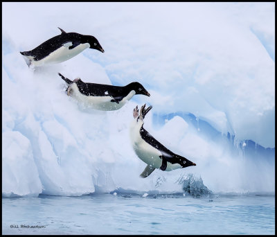 Adelie penguin diving composite.jpg