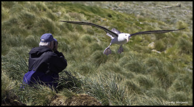 falkland_islands