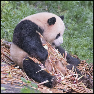 panda raking in bamboo.jpg
