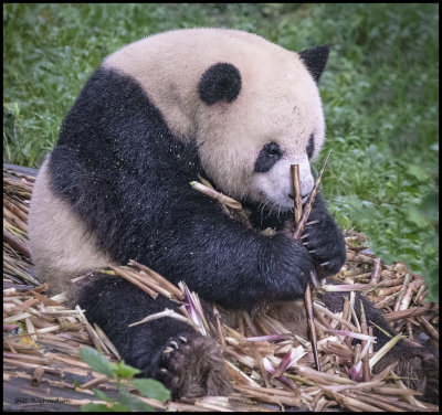 panda w chop sticks.jpg