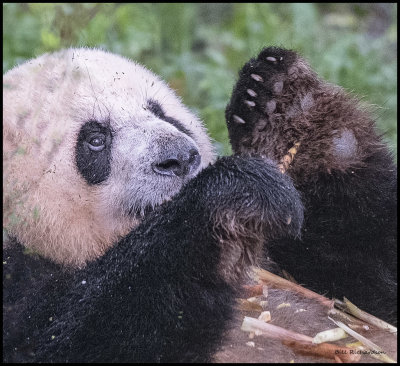 panda face w paws.jpg