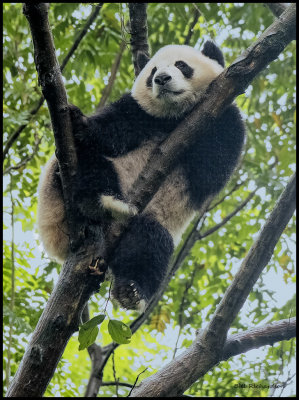 panda in tree.jpg