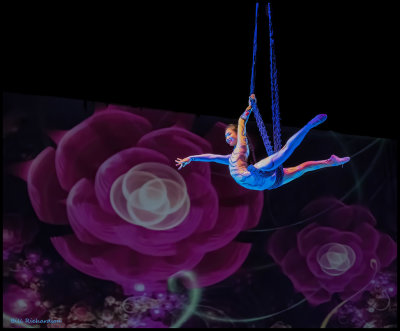 acrobat out of web.jpg