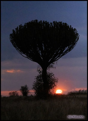 candlelabra tree sunset.jpg