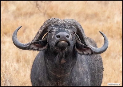 cape buffalo bull stare.jpg