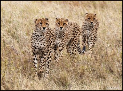 cheetah clan.jpg