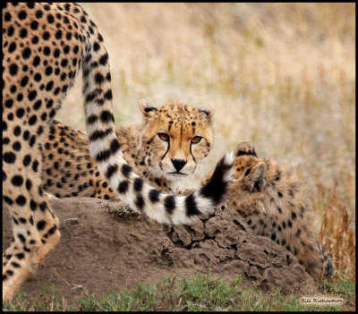 cheetah kitten moms tail.jpg