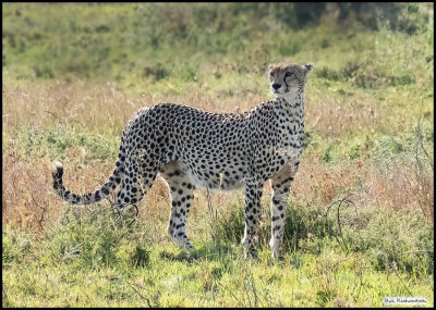 cheetah mother.jpg