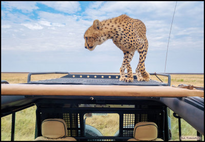 cheetah on car.jpg