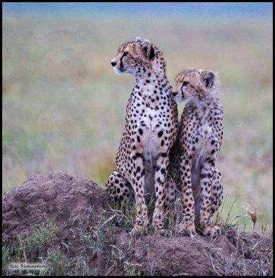 cheetah w second year cub.jpg