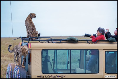 cheetahs on vehicle.jpg