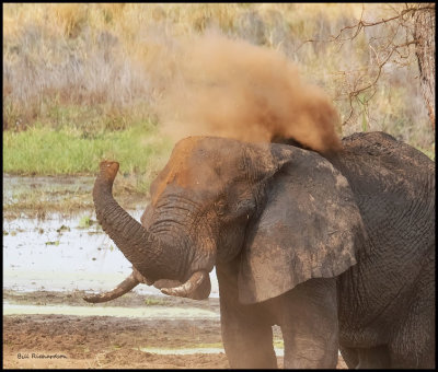 elephant dusting.jpg
