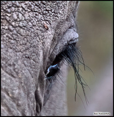 elephant eyelashes.jpg