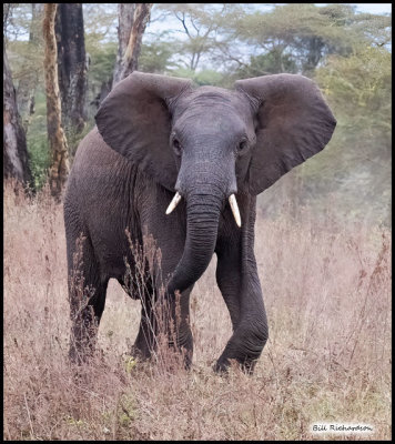 elephant young bull.jpg