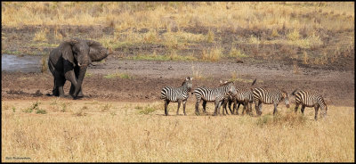elephant zebra scene.jpg