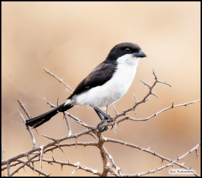 fiscal shrike.jpg