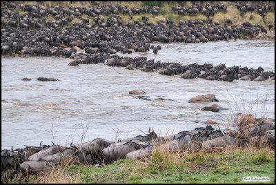 herd crossing river2.jpg