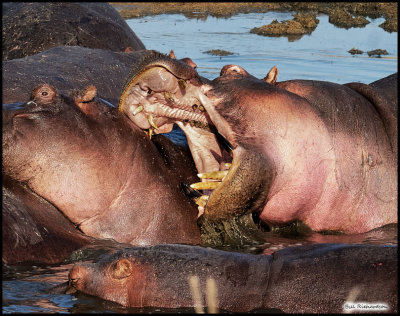 hippo angry.jpg
