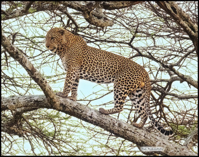 leopard father in tree.jpg