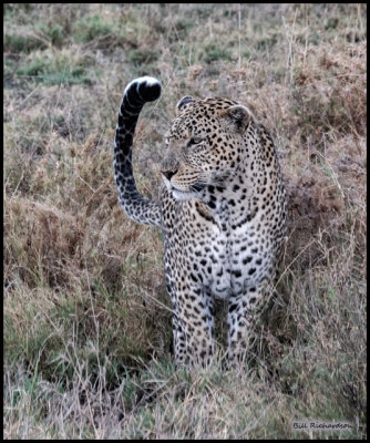 leopard father.jpg